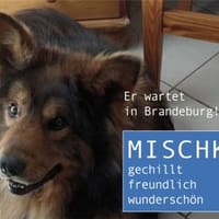 MISCHKA - ein Bild von einem Hund, Hund zur Adoption