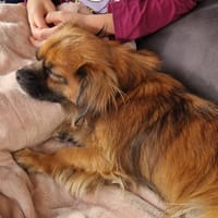 💙Mogli💙 sucht seine Menschen 🐾💙, Hund zur Adoption