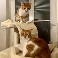 Fritz und Atlas aus dem Tierschutz, Kater zur Adoption