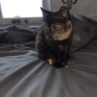 Zarte Seele 💕Maxi💕sucht ihr Zuhause, Katze zur Adoption