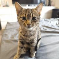 Die kleine Klara sucht ihre Menschen 💕, Katze zur Adoption