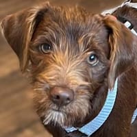 Findelkind Fenix sucht neues Zuhause, Hund zur Adoption