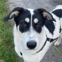 Aury, 12/2024, 33142 Büren-Wewelsburg, Hündin zur Adoption