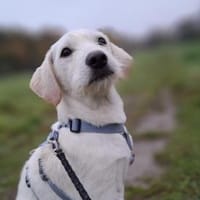 Tino möchte zu Ihnen Vertrauen fassen, Hund zur Adoption