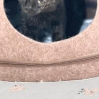 Schildpatt Bagheera in BY, Katze zur Adoption