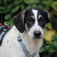 Holen Sie Anett zu sich?, Hündin zur Adoption