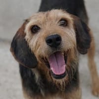 Yasko, geb. ca. 11/2022, 44649 Herne, Hund zur Adoption