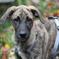 Anna sucht endgültiges Zuhause, Hündin zur Adoption