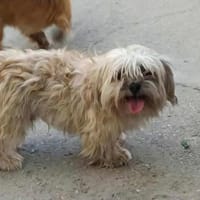 Maddox  - der kleine Süßfratz, Hund zur Adoption