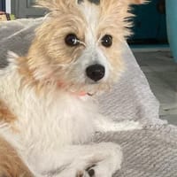 Vicky- eine zuckersüße Wuschelmaus, Hündin zur Adoption