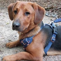 💙Mika💙 sucht seine Familie, Hund zur Adoption