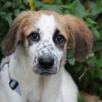 Darf Astolfo zu Ihnen ziehen?, Hund zur Adoption