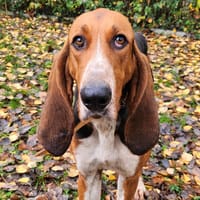 DEXTER, chien à adopter