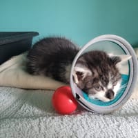 Kakou, chatte à adopter