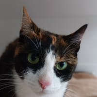 Jaka, chatte à adopter