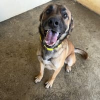 Rocky, chien à adopter