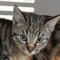 Plouf, chat à adopter