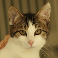 Frite, chat à adopter