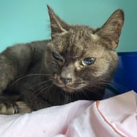 MESANGE, chatte à adopter
