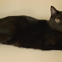 SIRIUS PAB28270, chat à adopter