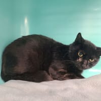 Bagherra, chatte à adopter