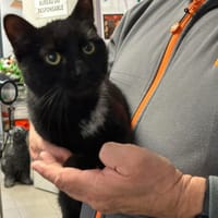 BOUNTY, chat à adopter