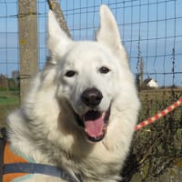 MIRAGE, chien à adopter