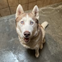 JEKO, chien à adopter
