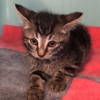 Grisouille (en cours d'adoption), chatte à adopter