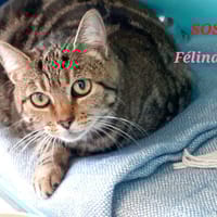 Félina, chatte à adopter