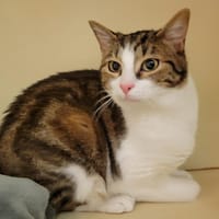 MIKO PAB28269, chatte à adopter