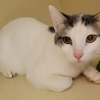 CHAUSSETTE dit MILANO PAB28267, chat à adopter