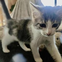 ASPEN, chat à adopter