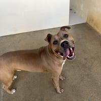 Pifou, chien à adopter