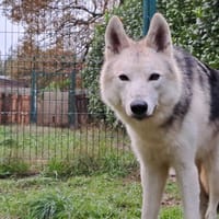 Ottawa, chien à adopter