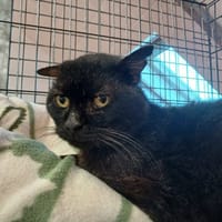 YODA, chat à adopter