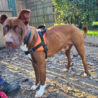 OKAPI, chien à adopter