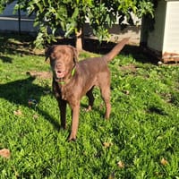 PAPILLON, chien à adopter