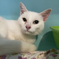 COLIBRI, chat à adopter