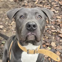 BLUE, chien à adopter