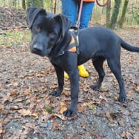 SNOOP, chien à adopter