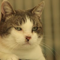 Chips, chat à adopter