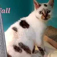 Fall, chatte à adopter