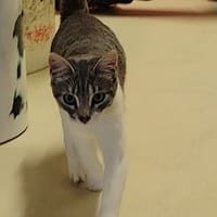 neya pab28268, chatte à adopter