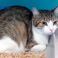 Tigrou, chat à adopter