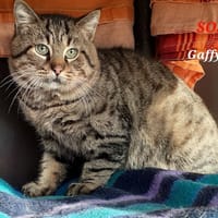 Gaffy, chat à adopter
