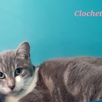 Clochette, chatte à adopter