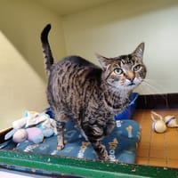 CHIPIE, chatte à adopter