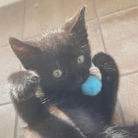 Aloé, chat à adopter