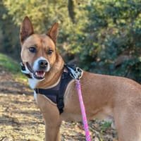 POTIRON, chien à adopter